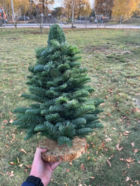 Choinka Nobilis - nieudekorowana - 120cm Choinka Nobilis - nieudekorowana - 120cm