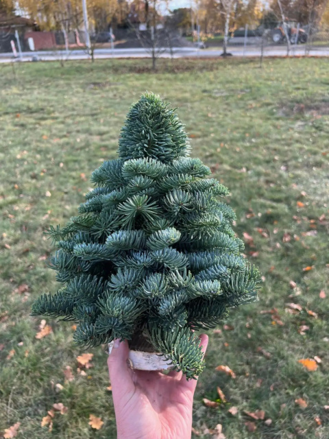 Choinka Nobilis - nieudekorowana - 100cm Choinka Nobilis - nieudekorowana - 100cm