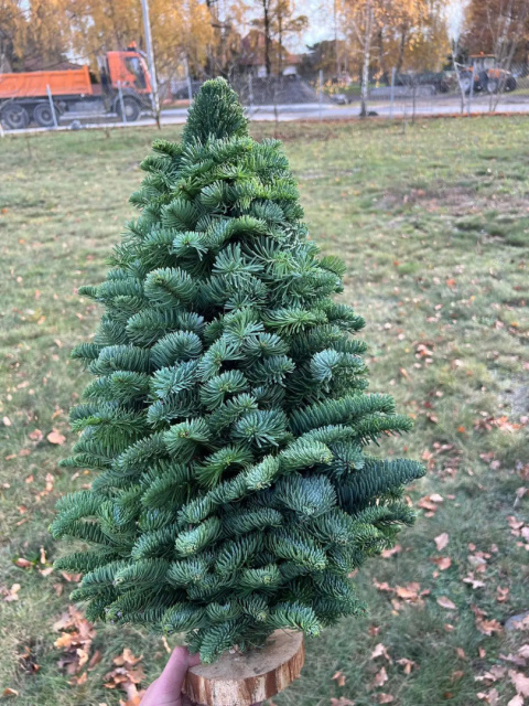 Choinka Nobilis - nieudekorowana - 100cm Choinka Nobilis - nieudekorowana - 100cm