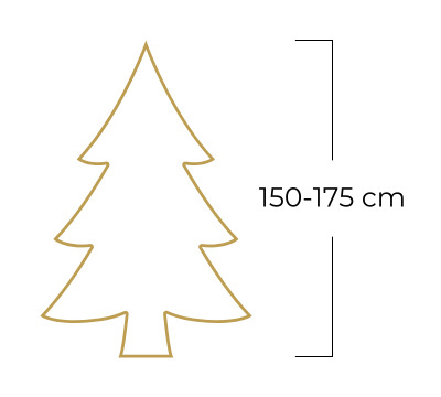Jodła kaukaska STANDARD (150-175 cm) Jodła kaukaska STANDARD (150-175 cm)