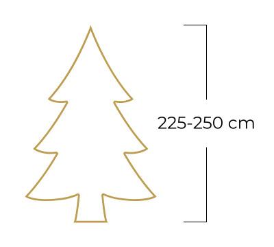Jodła kaukaska STANDARD (225-250 cm) Jodła kaukaska STANDARD (225-250 cm)